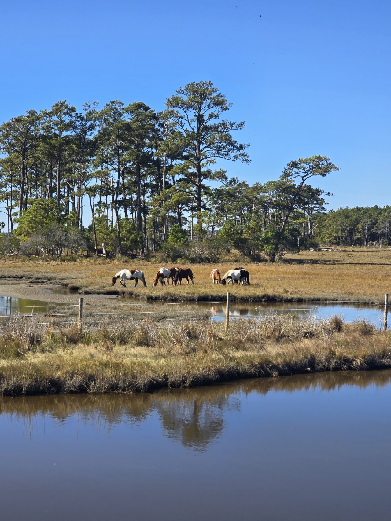 A Quick Trip to Chincoteague and Assateague Islands on the Coast of Virginia