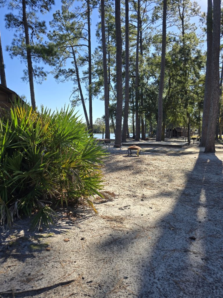 Tall pine trees