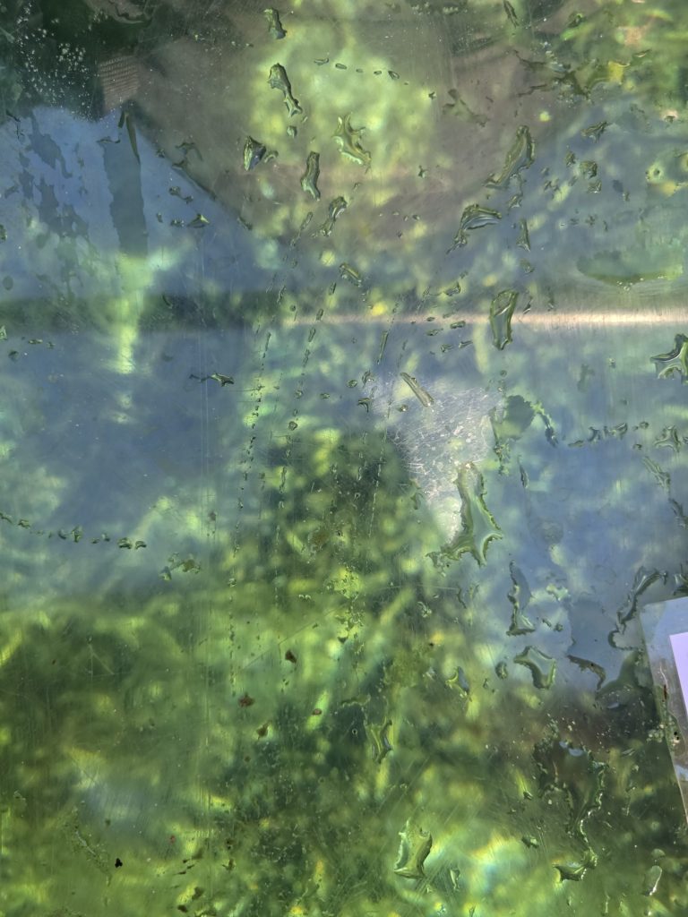 A view down the glass bottom boat