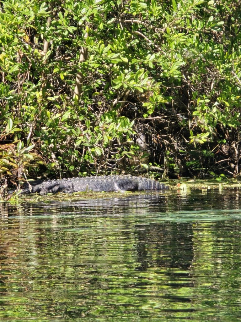 An alligator resting