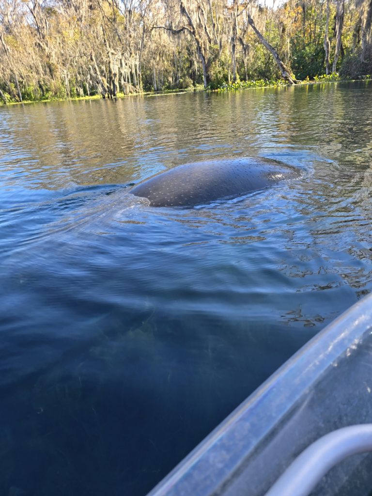 A manatee surfacing