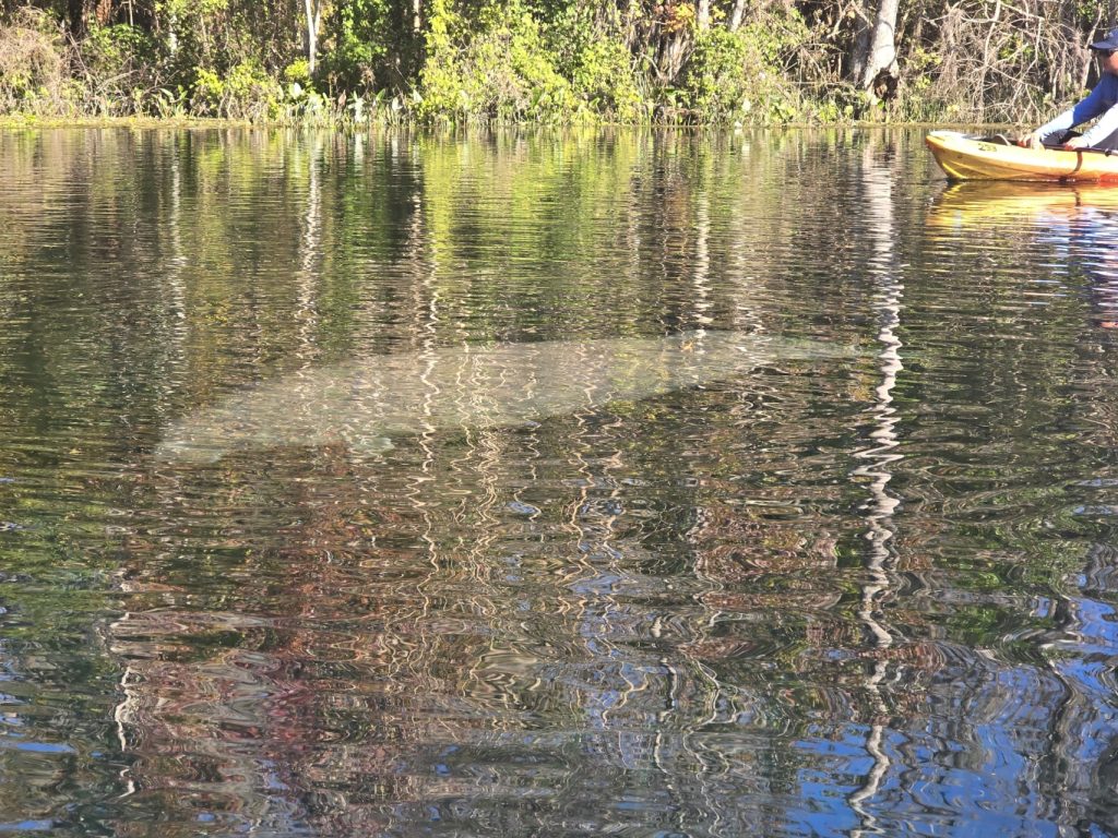 Our first manatee