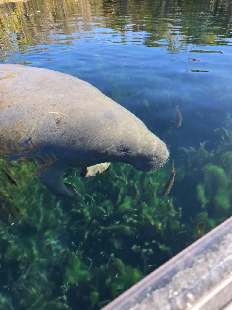 A swimming manatee