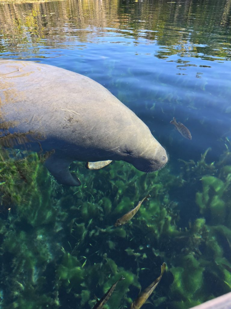 An up close manatee