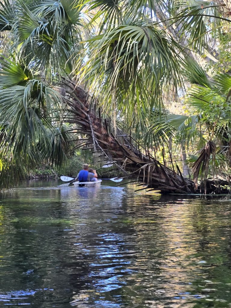 Palm trees over the river