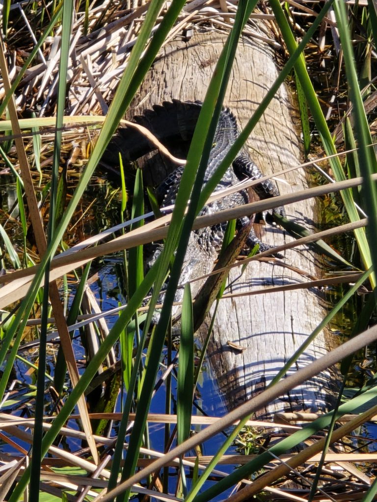 We found an alligator!