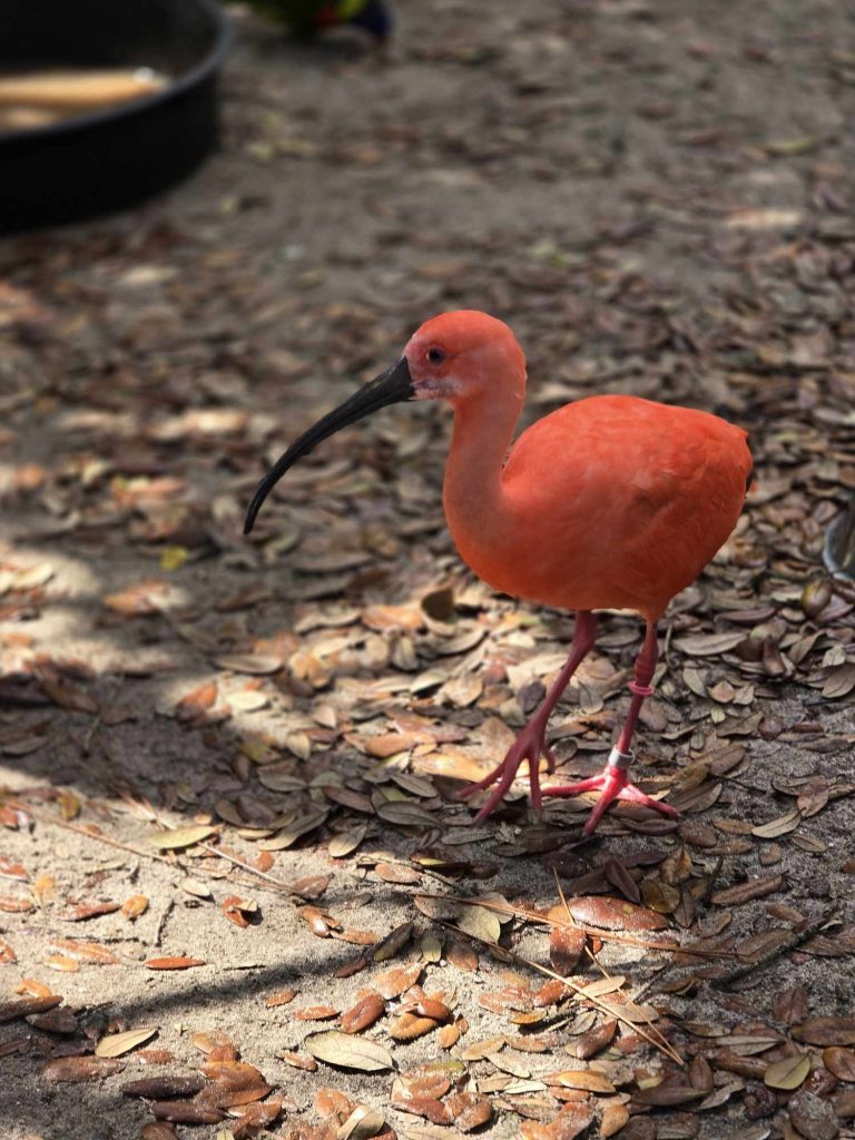 scarlet Ibis