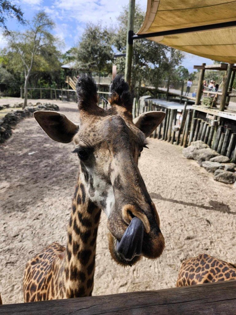 Giraffe with a tongue up his nose