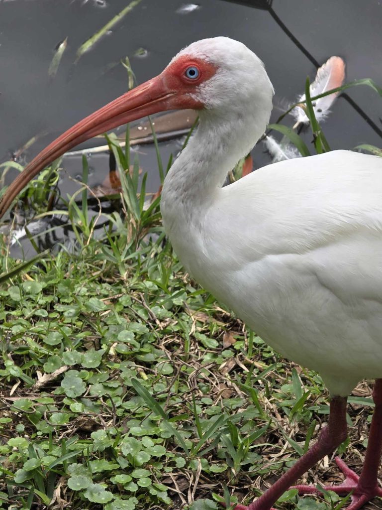 Blue-eyed bird