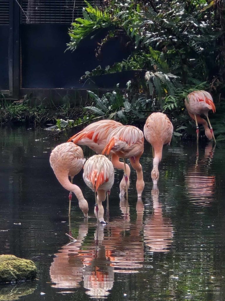 Flamingos