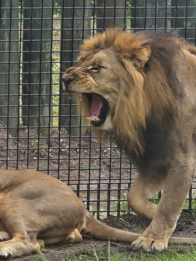 A lion's yawn