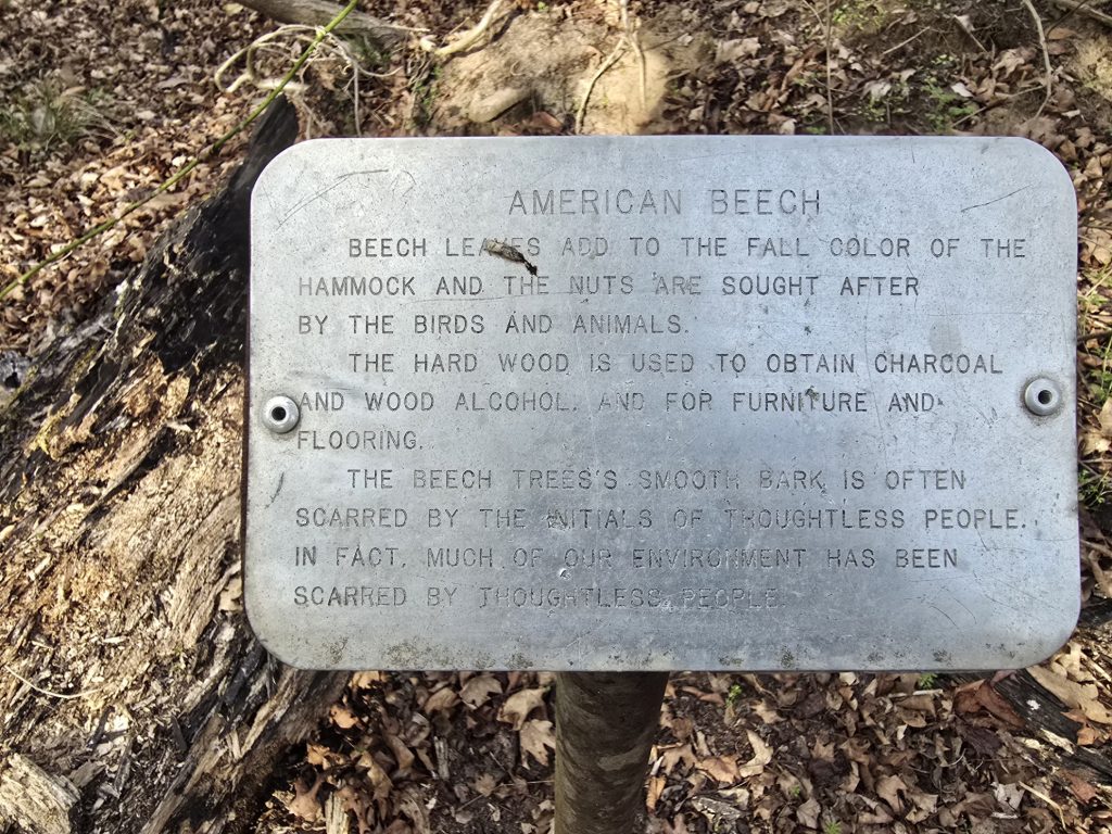 American Beech sign