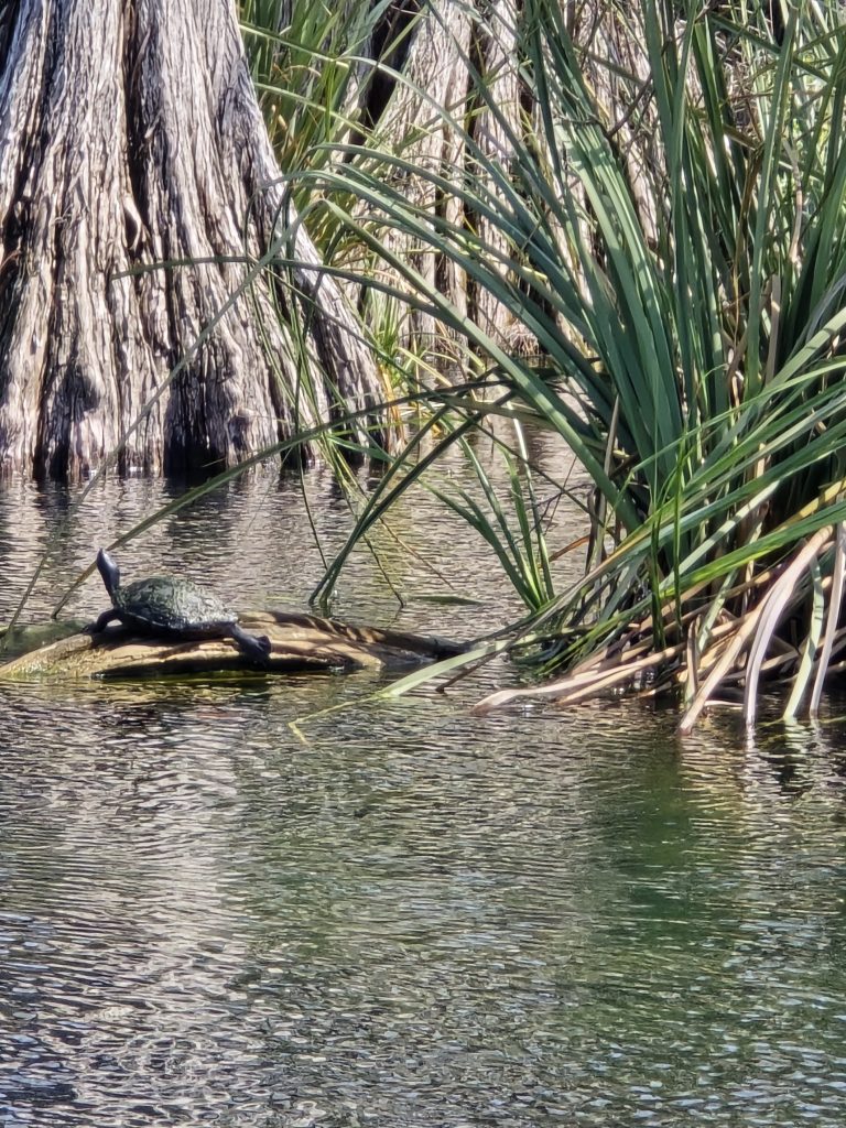 Turtle sunbathing