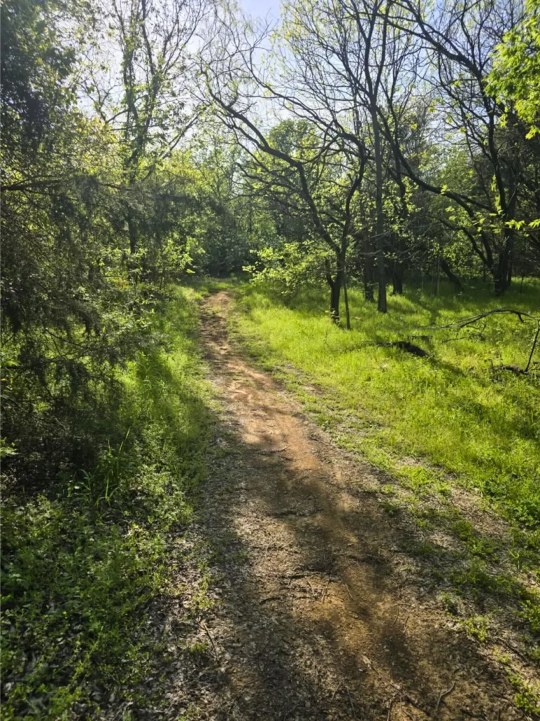 Wooded trail