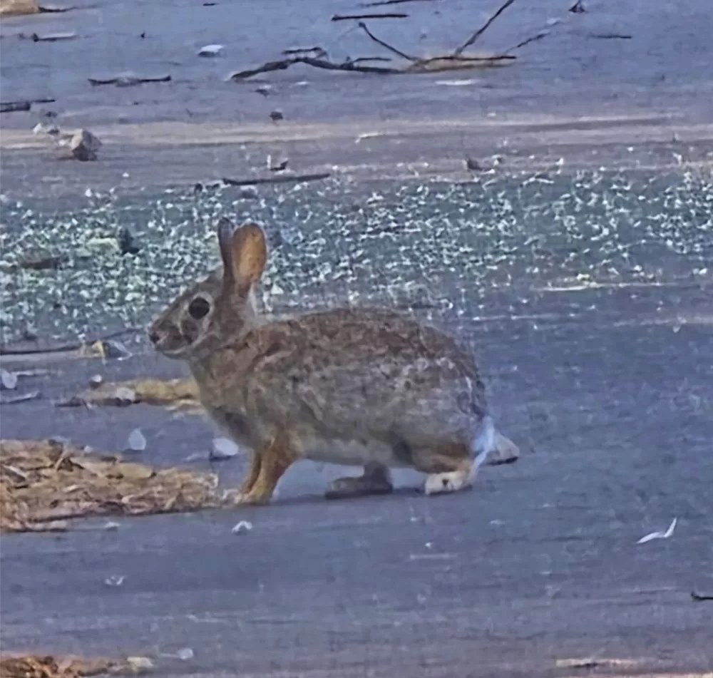 Bunny